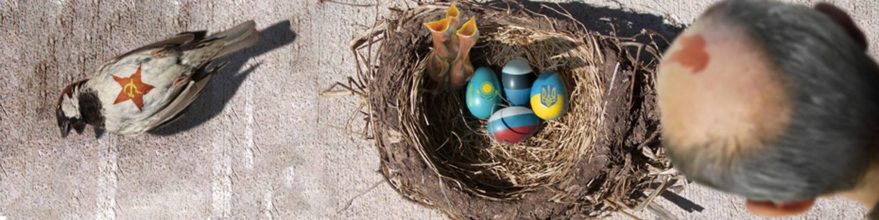 Collage: Vogelnest mit Eiern in Landesfarben