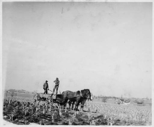 Lancaster County, Pennsylvania. These Conservative Mennonites are spreading manure by hand. Certai . . .